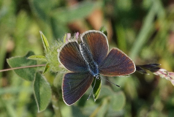 Cyaniris semiargus ? S